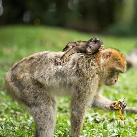 Sehr Beliebt! Zur Donau Vakantiehuis *